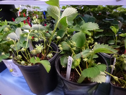 13_Strawberries_325h