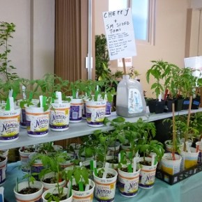 My “saved” seeds don’t look like the parent plant. What’s&nbsp;up?