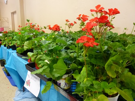 4_Geraniums_325h
