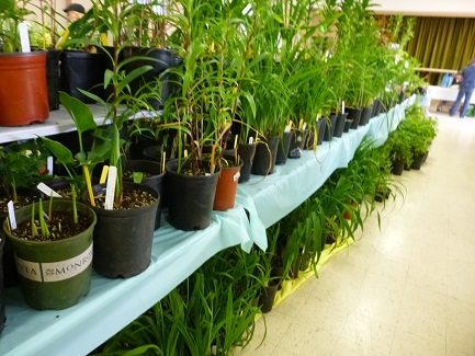 7_PerennialFlowering_325h