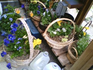 PlantBaskets_325h