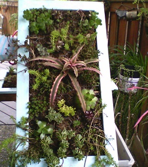 Sedum Wall Hanger_325h