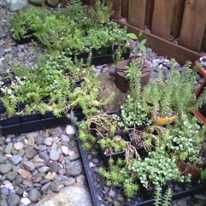 Succulents, Sedums & Flower Baskets – Plant Sale – May 14,&nbsp;Sat