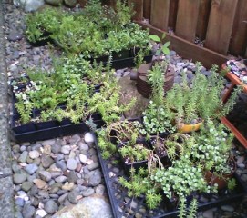 Sedums&Succulents_1_325h