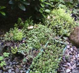 Sedums&Succulents_3_325h