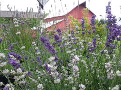 scentedacreslavenderfarm