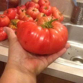 March 22 @ 1pm, “Organic Methods of Growing Vegetables” by Michael&nbsp;Stucky