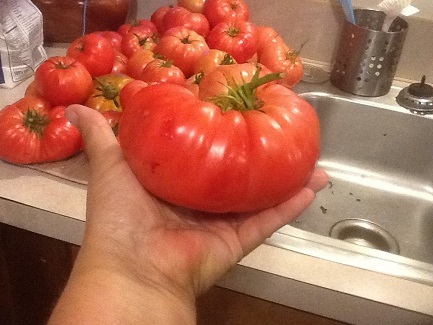 millenniumfarmstomatoes_325h