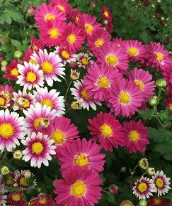 “Chrysanthemums for Home & Competition” by Gordon Jackman, Mar&nbsp;28