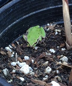Froggie working hard for the Plant Sale (May 19,&nbsp;9am-3pm)