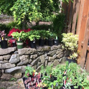 Plant Sale List is here!  (Community Garden Club of Camas&nbsp;Washougal)