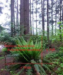 Hint #5 – How big will my plant be at&nbsp;maturity?