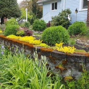 Scott Buley speaks about “Rain Gardens” Jan 23,&nbsp;2019