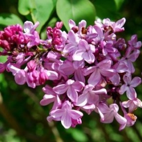 Lilac Days Plant Sale – Apr 20 thru May 12th – Hulda Klager Lilac&nbsp;Gardens