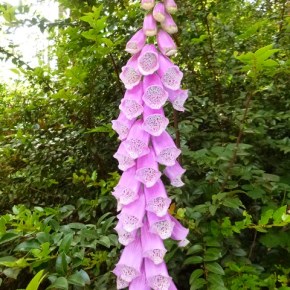 Pix of just a few of the plants at the May 18 Plant&nbsp;Sale!