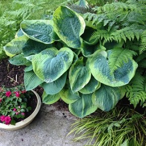 Huge selection of HOSTAS and SHADE LOVING plants May&nbsp;18th!