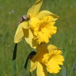3500+ Daffodils popping up at Washougal Waterfront&nbsp;Park!