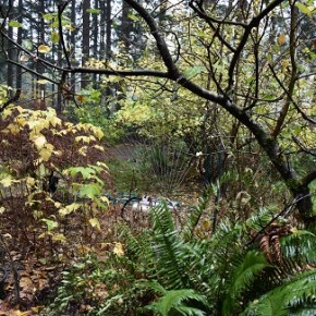 HINT #6:  Dry spring weather – might need to water your&nbsp;plants!