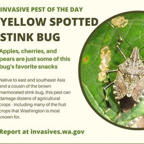 New pest – Yellow Spotted Stink&nbsp;Bug