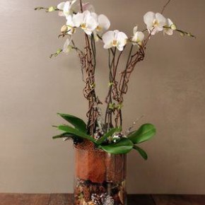 “Gift Orchid Survival” by Janis McBride, September 22,&nbsp;2021