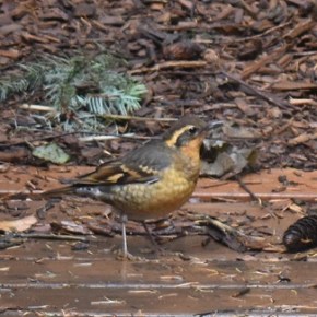 “Backyard Habitat – Focus on BIRDS”, Oct 27, 1:30pm by Brandon&nbsp;Burger
