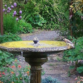 Beginning Bird Identification – ZOOM – Feb 19, 1pm – Camas Library & Naturescaping&nbsp;Class