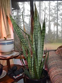 Feb 23, 2022, 1:30pm, Diana Hogg, “Houseplants – General Care & Propagation”
