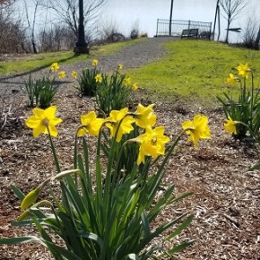 5000+ Daffodils are UP!   (at the Washougal Waterfront&nbsp;Park)