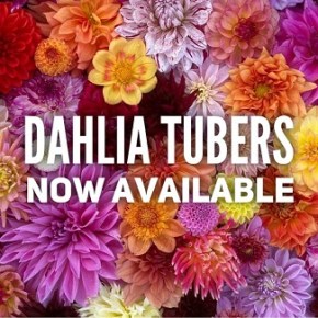 Dahlia Tuber’s Now Available – Evelyn’s Garden – Online Store Opened Mar 1,&nbsp;2022