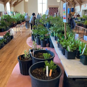 PASSED -Garden Club Plant Sale – May 14, Saturday, 9am-2pm, downtown Camas, INDOOR&nbsp;SHOPPING!