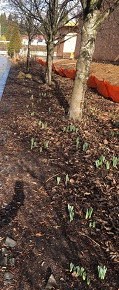 They’re up!   Daffodil bulbs at Washougal Waterfront&nbsp;Park!