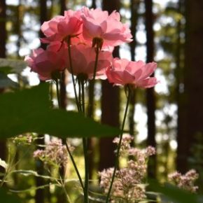 Ft. Vancouver Rose Society has great events coming&nbsp;up!