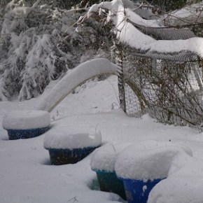 GENERAL MEETING – Oct 25 – Drip Irrigation & Dahlia Overwintering & Raised&nbsp;Beds