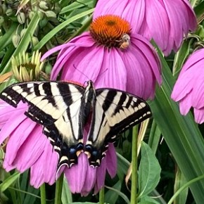 We’ve got your Perennial Pollinator Plants!   May 18, 9am-2pm, Plant&nbsp;Sale