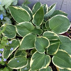 We’ve got Hostas!     (at our plant sale May&nbsp;18)