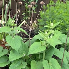Jerusalem Sage – not in bloom now – but lovely during/after&nbsp;bloom!