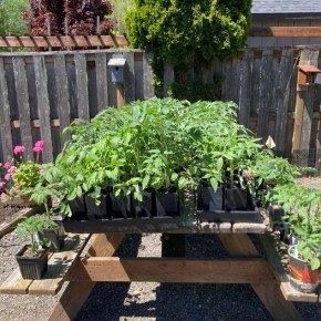 Gorgeous TOMATOES at the Plant Sale May 18th,&nbsp;9am-2pm!