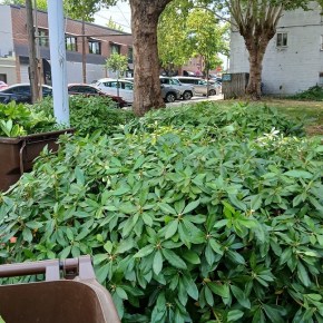 Garden Club’s Beautification&nbsp;Projects!