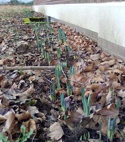 Daffodils popping up at downtown Camas Post Office grounds –&nbsp;17Jan2025