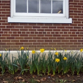 The Daffodils are coming UP at Washougal Waterfront Park & Trail and Camas Post&nbsp;Office!