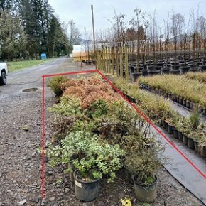 Preview pix of some donated plants for the upcoming PLANT&nbsp;SALE!