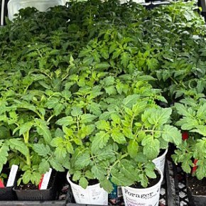 Most tomato plants $3 apiece!   Saturday, May 16,&nbsp;9am-2pm!