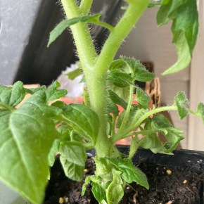 Yes, we’ll have some good lookin’ tomatoes at the Plant Sale!  May 17,&nbsp;9am-2pm