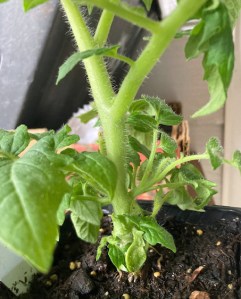 Good lookin' tomato "legs"!