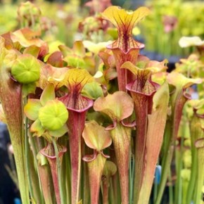 Carnivorous Plants – aka “pitcher plants” can be grown&nbsp;here!