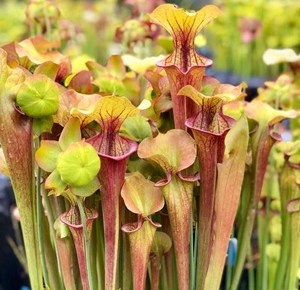Sarracenia - Will Waterbury - from Sarracenia NW.