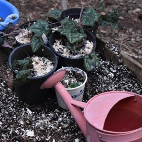 Outdoor plants may need WATER – January 2026 has been&nbsp;DRY