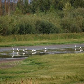 March 25, 2026, “Wetlands & Water Quality”, Gwen Davis & Pat&nbsp;Watkin