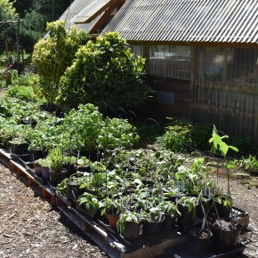 Plant Sale Pictures previews!  (Sale is May 16,&nbsp;9am-2pm)