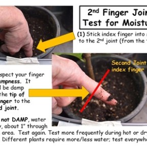2nd Finger Joint Test for Moisture (in&nbsp;Soil)